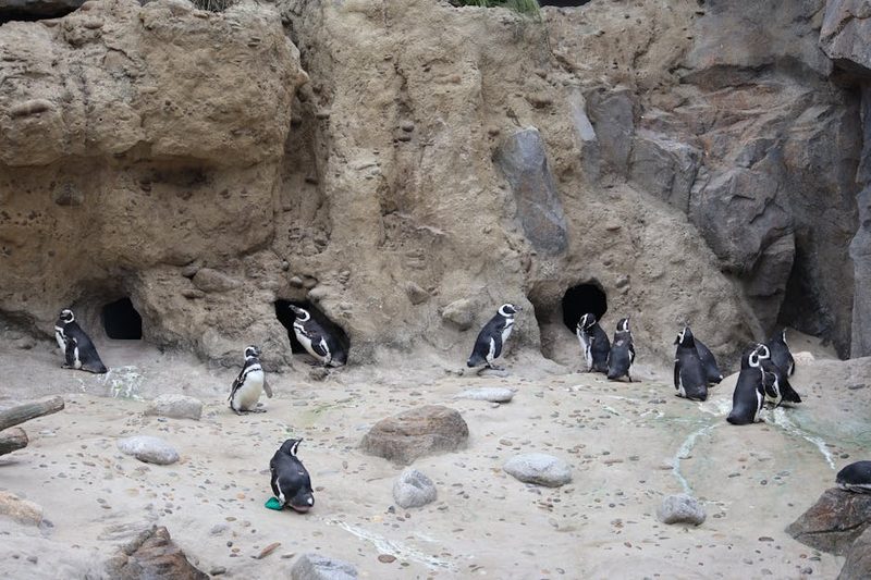 Animals at Asahiyama Zoo in Asahikawa Hokkaido