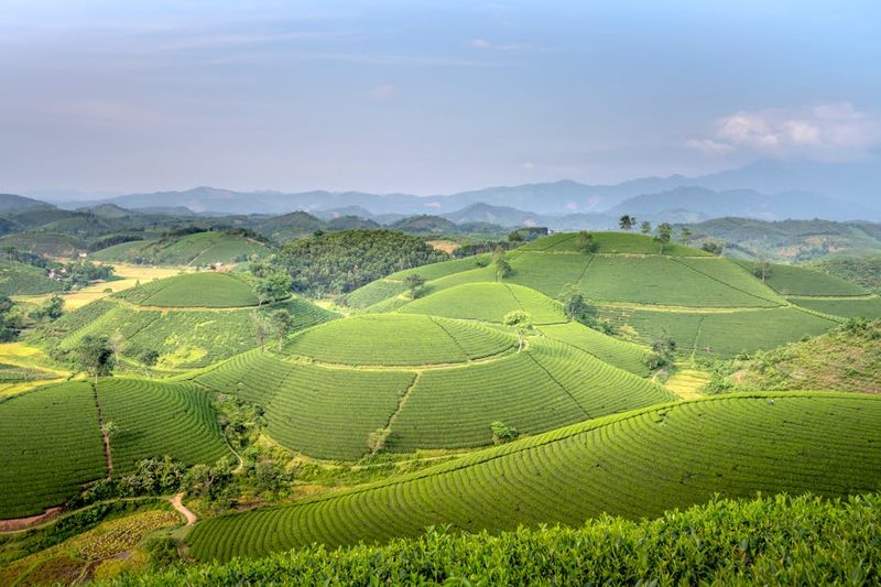 Rolling green hills in the Biei countryside