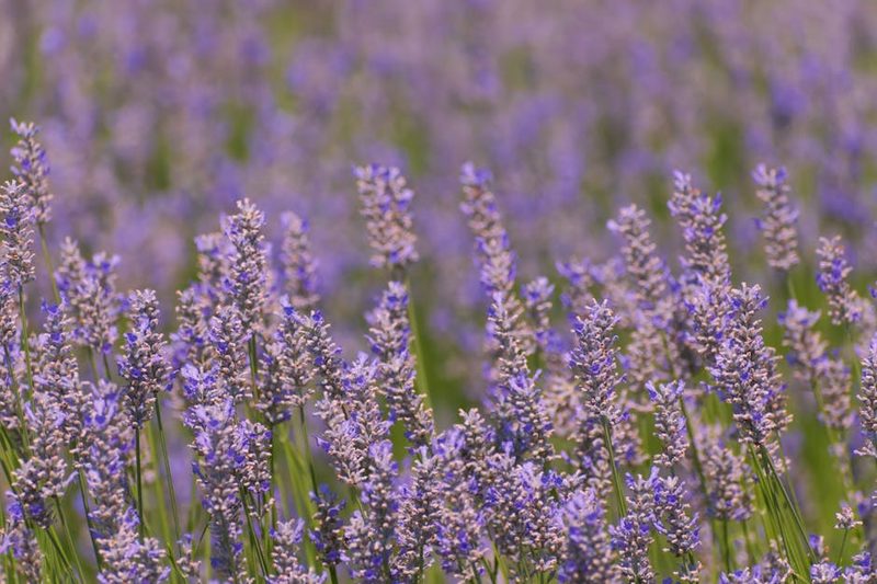 Lavender fields at Farm Tomita in Furano