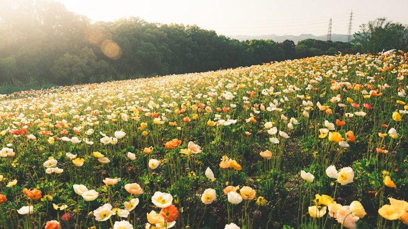 Colorful flower fields at Shikisai no Oka in Biei
