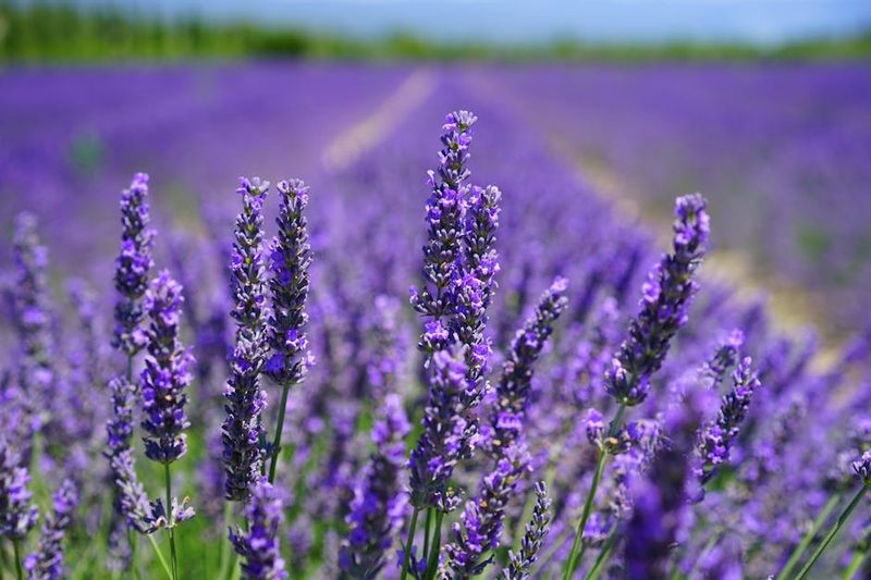Purple lavender field under blue sky in Furano