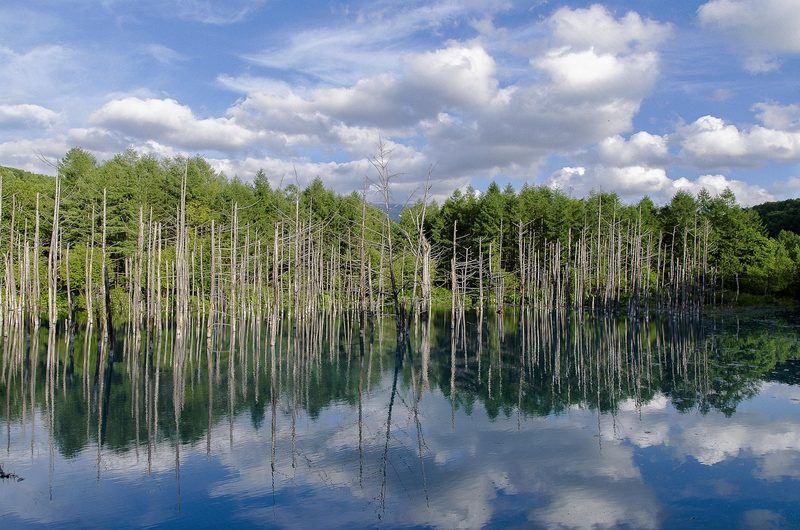 The turquoise Blue Pond in Biei surrounded by trees