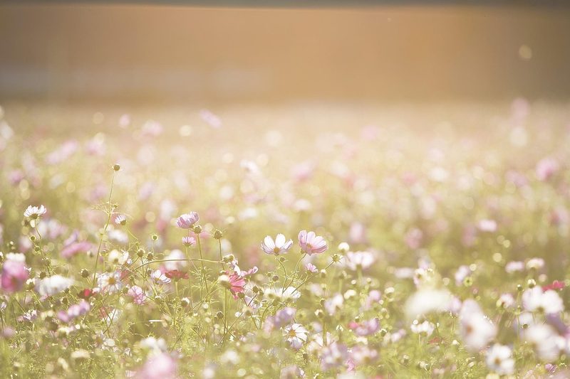 Field of pink cosmos flowers blooming in autumn