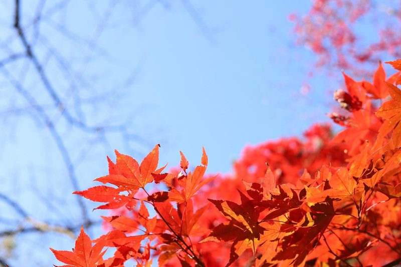 Beautiful autumn scenery in the Furano area of Hokkaido