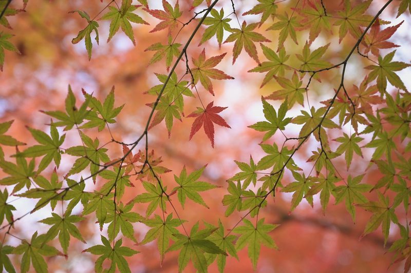 Vibrant autumn foliage with red and golden maple leaves