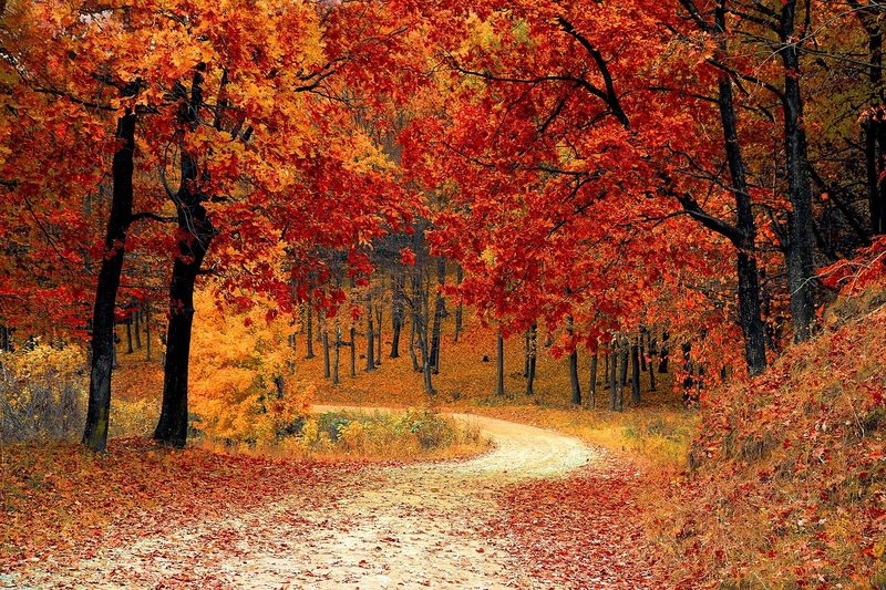 Scenic hiking trail through a forest with autumn colors