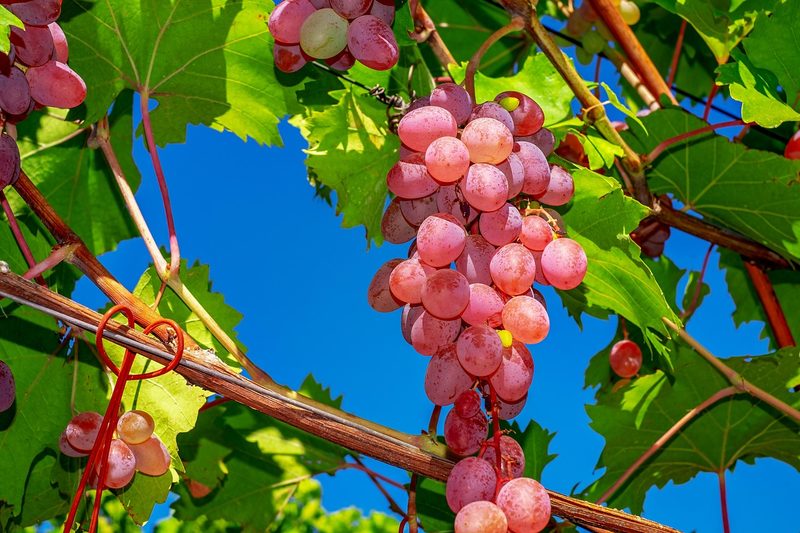 Rows of grapevines during autumn harvest season