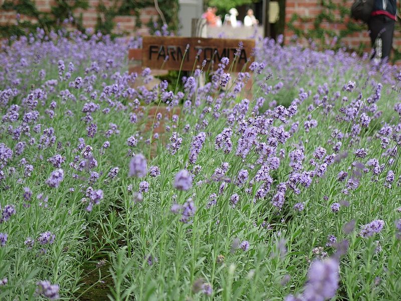 Purple lavender field at Farm Tomita in Furano Hokkaido Japan