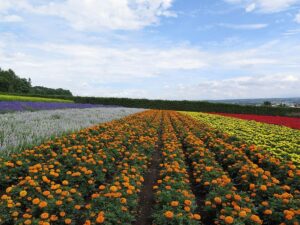 Vibrant rows of colorful flowers at Farm Tomita in Furano Hokkaido Japan