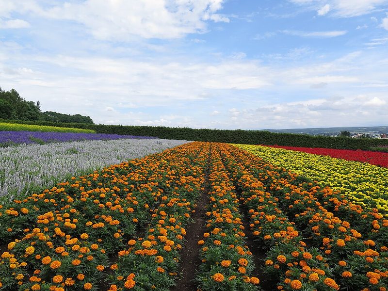Vibrant rows of colorful flowers at Farm Tomita in Furano Hokkaido Japan