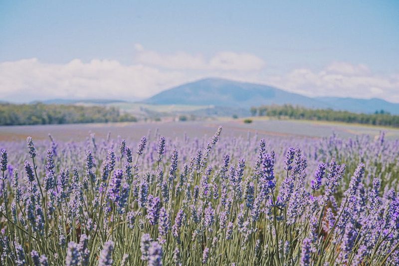 Vibrant lavender field in full bloom with scenic mountain backdrop under clear sky