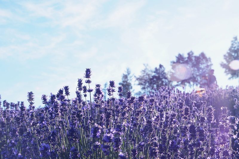 Colorful lavender and flower fields stretching across Furano in Hokkaido