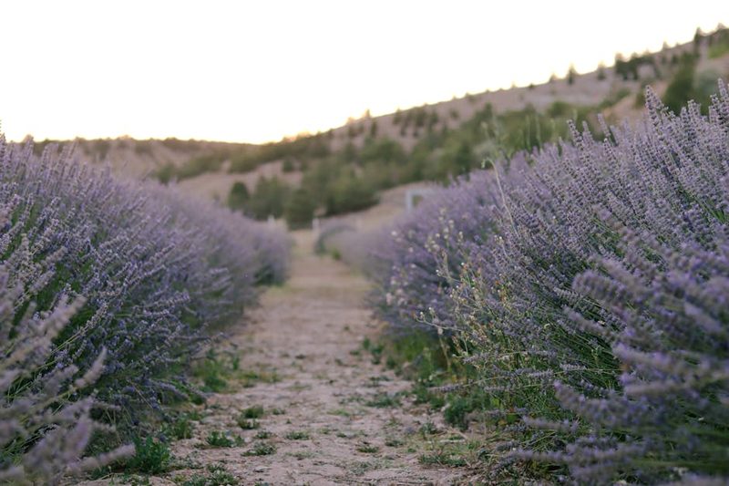 Stunning close-up of lavender flowers in full bloom with rich violet hues