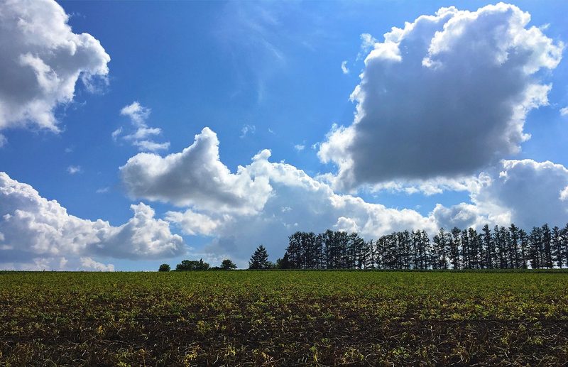 Rolling green potato fields in Biei near Furano during summer