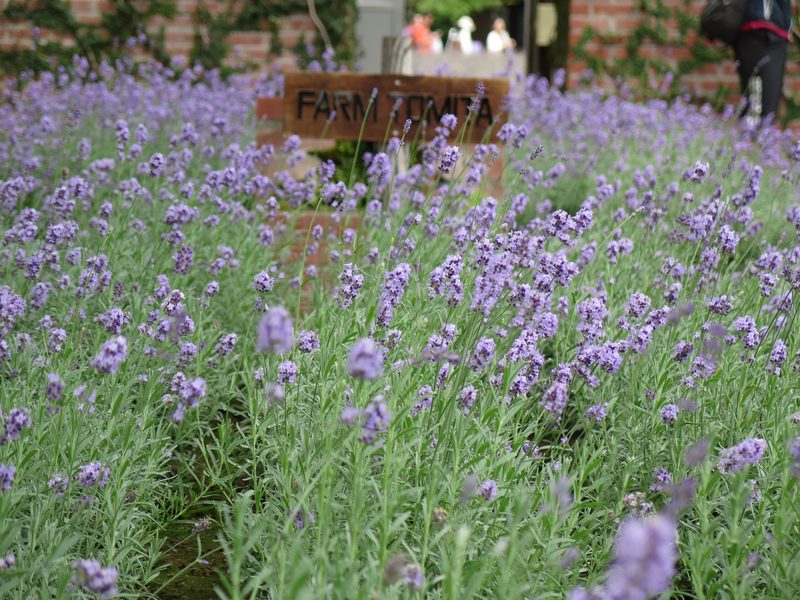 Purple lavender field at Farm Tomita in Furano, Hokkaido, Japan