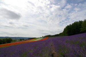 Rows of lavender flowers at Farm Tomita in Furano, Hokkaido