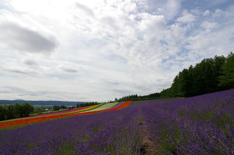 Rows of lavender flowers at Farm Tomita in Furano, Hokkaido