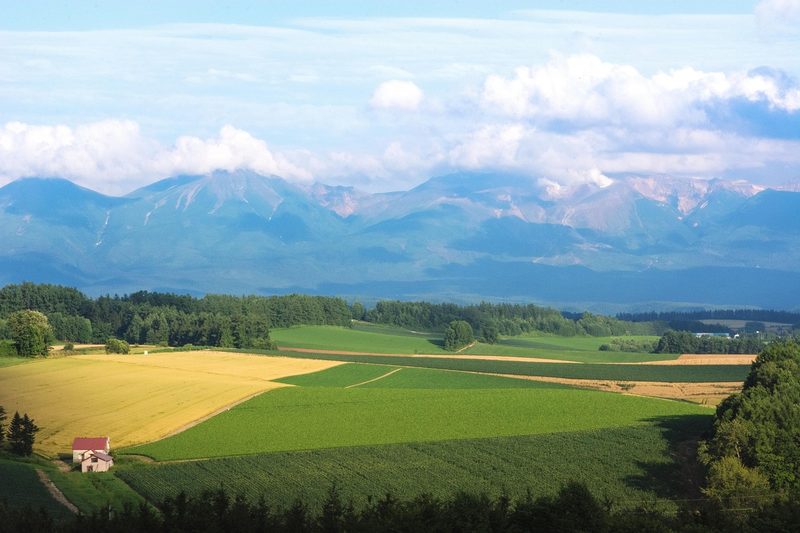 Green rolling hills and farmland in Biei near Furano, Hokkaido