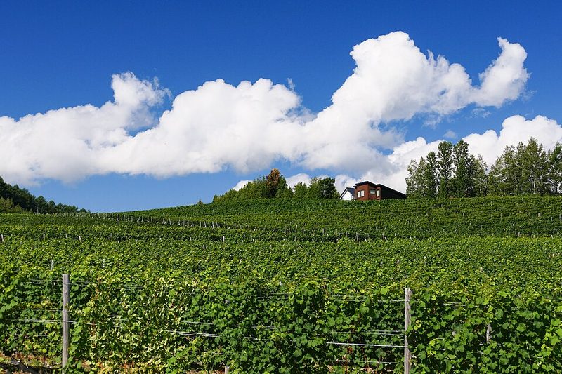 Vineyard rows in Furano, Hokkaido with mountain backdrop