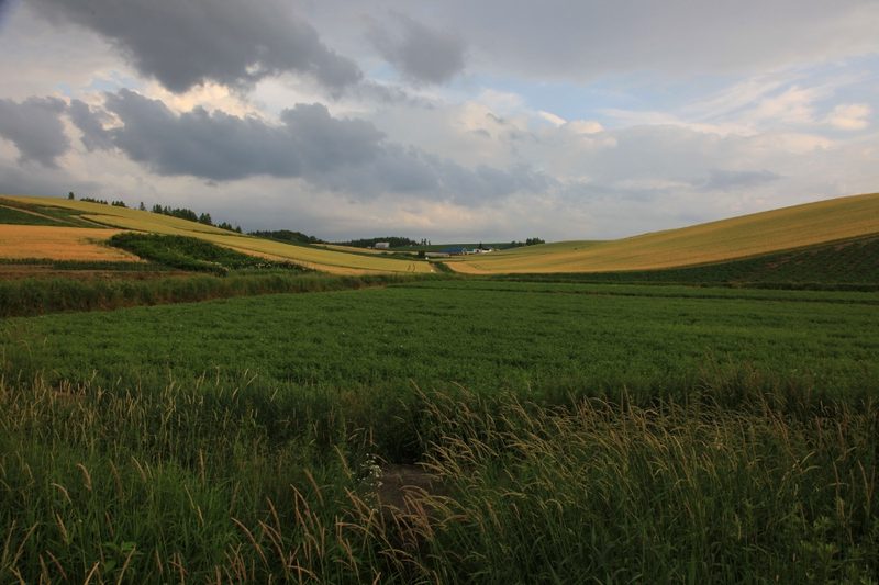 Open fields and rolling landscape at Kamifurano, Hokkaido