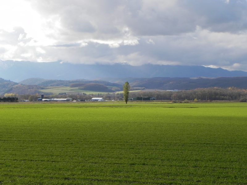 Green fields of the Rokugo Plains area in Furano, Hokkaido