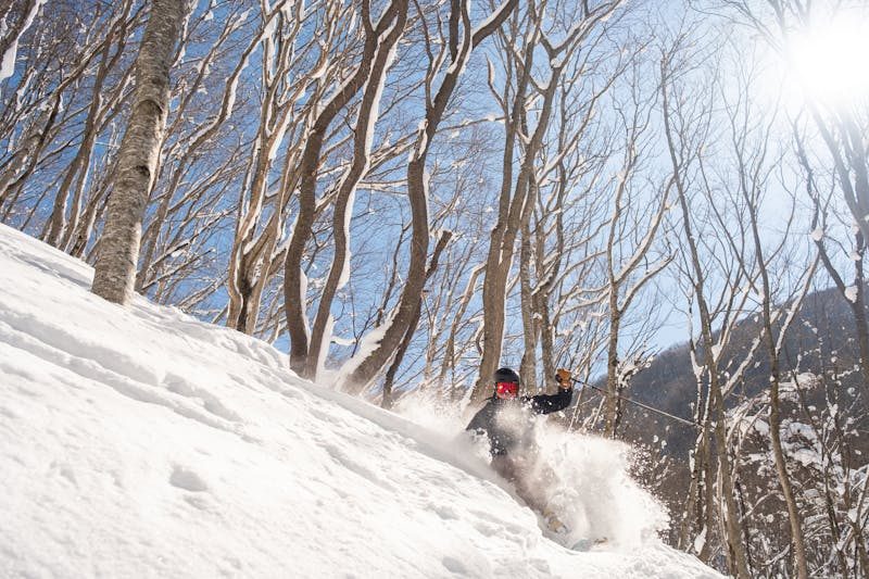 Skier making turns through deep powder snow and trees in Hokkaido