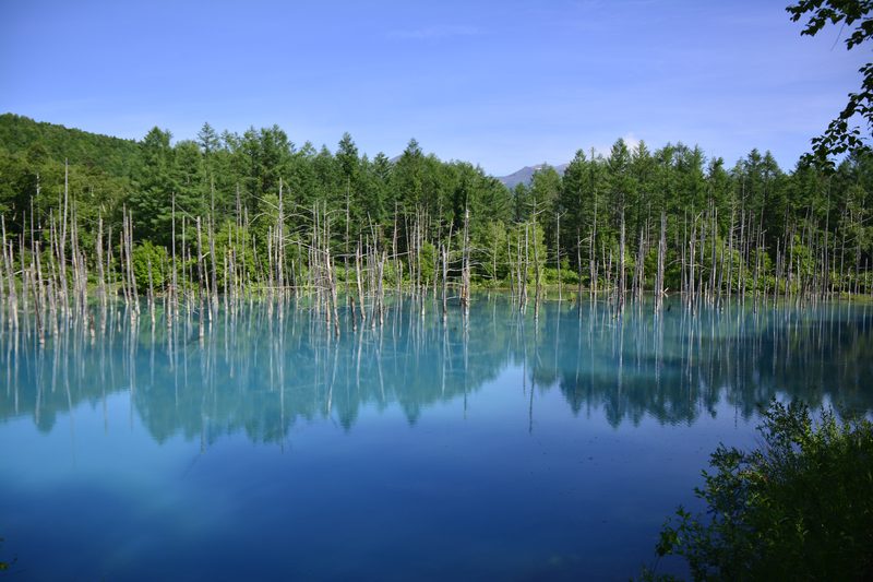 Turquoise blue water of Shirogane Blue Pond with dead trees in Biei, Hokkaido