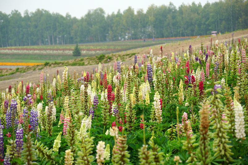 Stunning striped flower fields of purple, red, and yellow at Shikisai no Oka with Tokachi mountains in background