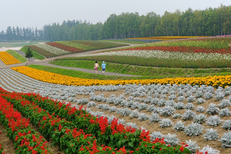 Rainbow rows of flowers stretching across rolling hills at Shikisai no Oka in Biei, Hokkaido
