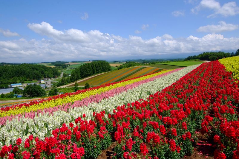 Visitors walking through colorful flower fields at Shikisai no Oka in Biei, Hokkaido
