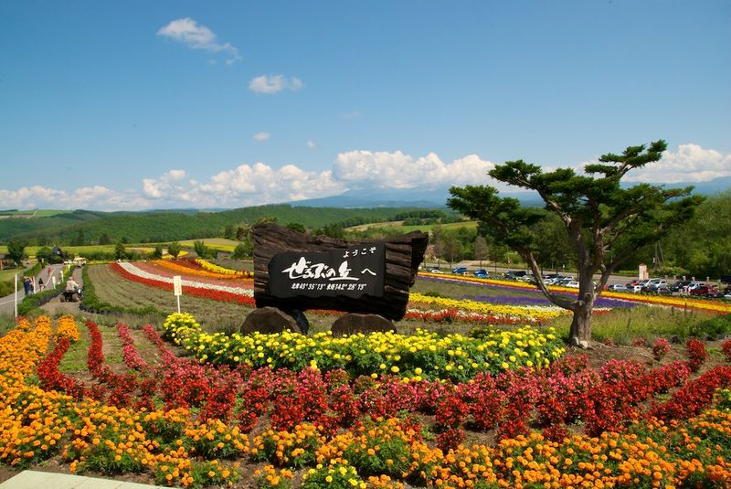 Colorful flower field at Zerubu Hill with mountain views in Biei, Hokkaido