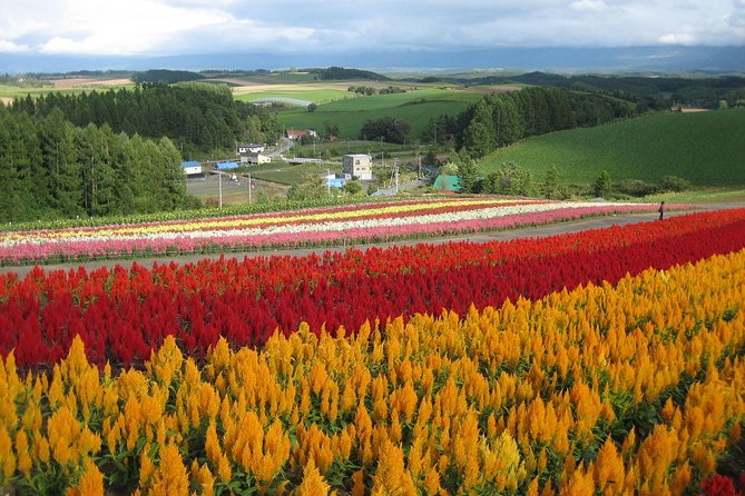 [Biei/Furano] One-day sightseeing by private car! - Key points before you reserve