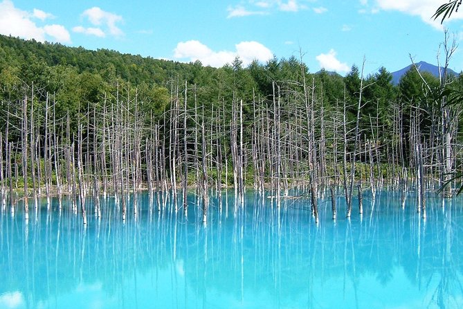 [Biei/Furano] One-day sightseeing by private car! - Why a private car makes sense in Hokkaido