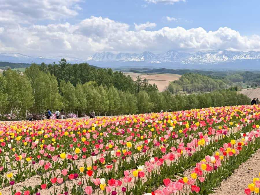 From Sapporo: Biei, Furano or Asahikawa Private Day Tour - Shirogane Blue Pond, Biei’s famous water