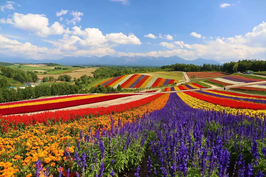 From Sapporo: Biei, Furano or Asahikawa Private Day Tour - Christmas Tree Hill and the open Biei countryside