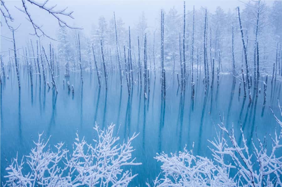 From Sapporo: Biei, Furano or Asahikawa Private Day Tour - Ningle Terrace and Furano’s woodland setting