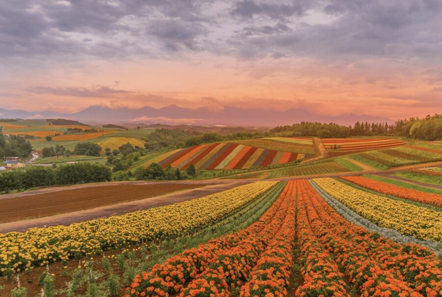 From Sapporo : Hokkaido Furano Tomita Farm Joiner Tour - Riding the Roller Coaster Road