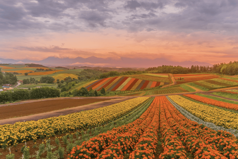 From Sapporo : Hokkaido Furano Tomita Farm Joiner Tour - Walking the Colorful Fields at Shikisai-no-Oka