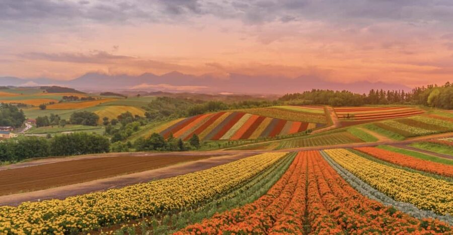 From Sapporo : Hokkaido Furano Tomita Farm Joiner Tour - Practical Details Before You Go