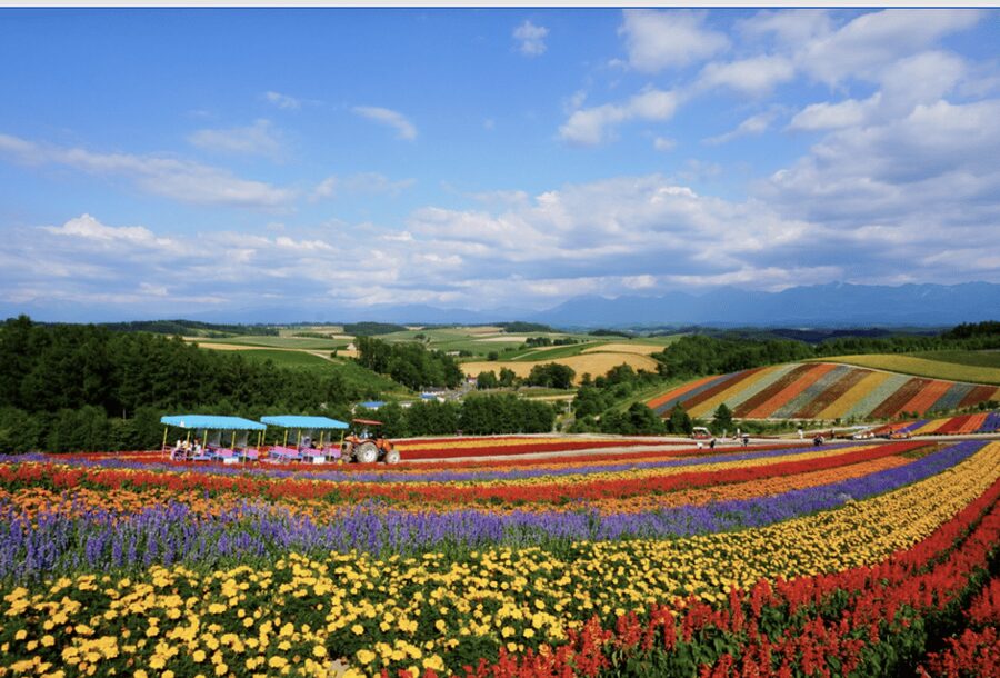 From Sapporo : Hokkaido Furano Tomita Farm Joiner Tour - Seeing the Blue Water at Shirogane Blue Pond