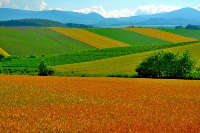 Furano & Biei 4 hour Tour: English Speaking Driver only, No Guide - Ningle Terrace after dark