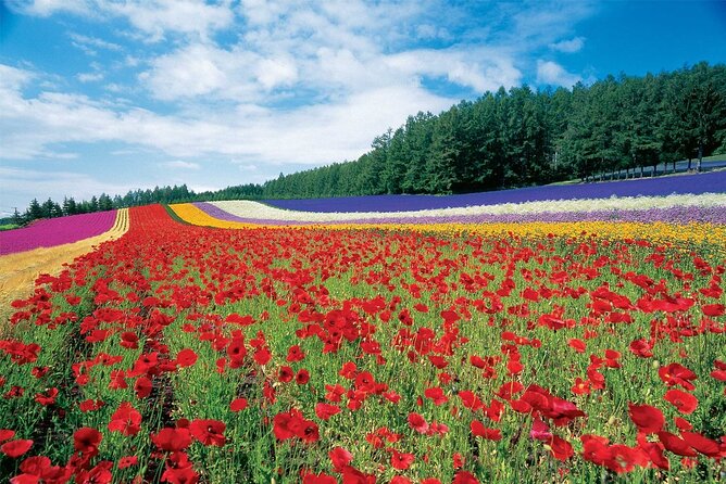 Furano & Biei 6 hour Tour: English Speaking Driver only, No Guide - Key points to know before you book