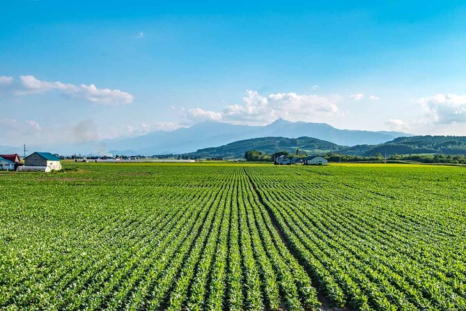 Furano & Biei 6 hour Tour: English Speaking Driver only, No Guide - Furano Wine Factory and the grape story