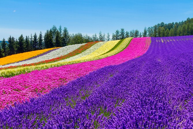 Furano & Biei Customised Private Day Tour (Up to 8 Pax/11 Hours) - Key points to know before you book