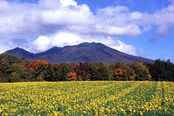 Furano & Biei Customised Private Day Tour (Up to 8 Pax/11 Hours) - Farm Tomita is all about the season