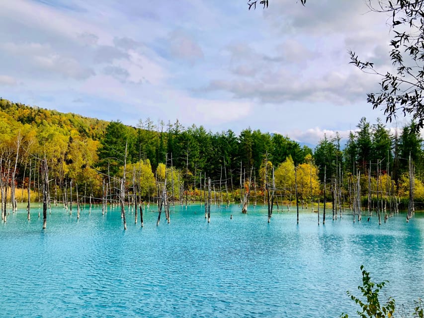 Hokkaido Asahiyama Zoo& Biei Blue pond Tour with Local Guide - What the $69 price really covers