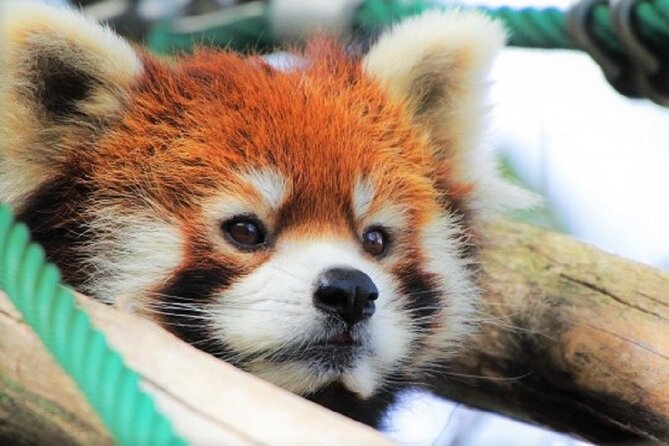Hokkaido Asahiyama Zoo, Furano and Biei Bus Tour - Farm Tomita and the changing flower season