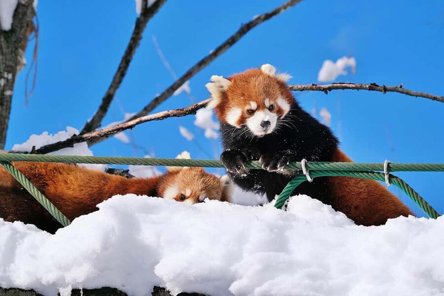 Hokkaido Asahiyama Zoo, Icebreaker GARINKO GO Sunset Tour - Why this day trip works