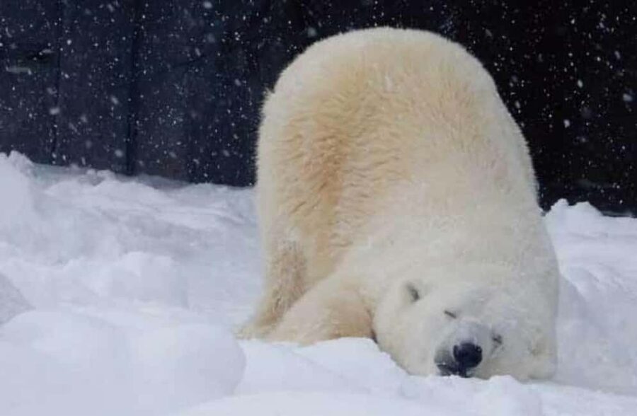 Hokkaido Asahiyama Zoo, Icebreaker GARINKO GO Sunset Tour - The first road section and Sunagawa rest stop