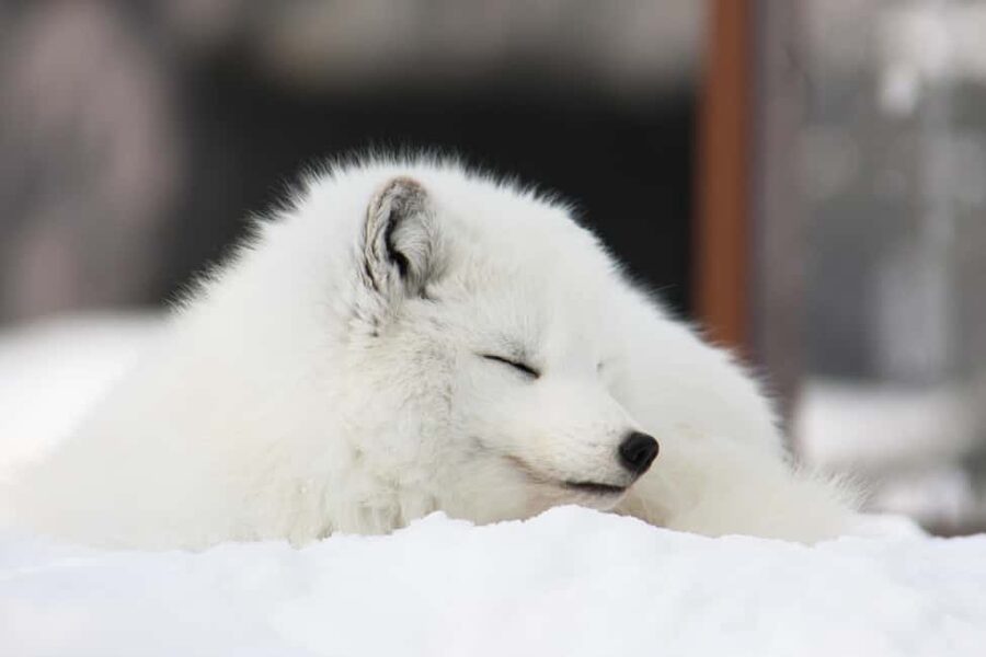 Hokkaido Asahiyama Zoo, Icebreaker GARINKO GO Sunset Tour - Language, comfort, and accessibility